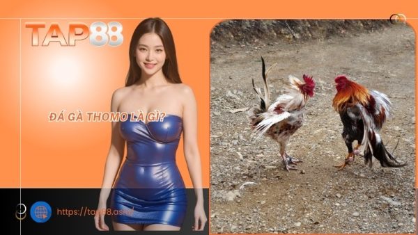 Đá gà Thomo là gì?