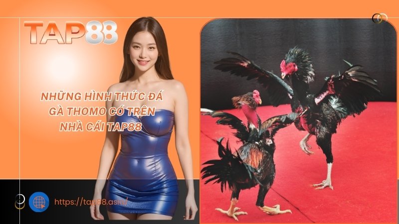 Những hình thức đá gà Thomo có trên nhà cái TAP88 Những hình thức đá gà Thomo có trên nhà cái TAP88