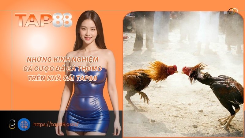 Những kinh nghiệm cá cược đá gà Thomo trên nhà cái TAP88 Những kinh nghiệm cá cược đá gà Thomo trên nhà cái TAP88